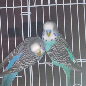 Meet your Posher, La